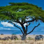 Top 50 Proverbes Populaires Africains – Partie 1 (1-10)